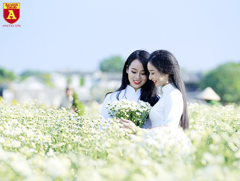 Ngẩn ngơ ngắm hoa khôi sinh viên Hà Nội khoe sắc bên cúc họa mi